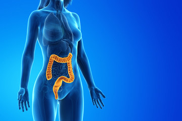 3d rendered medically accurate illustration of a womans colon