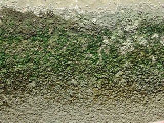 Shellfish on concrete pillar with moss