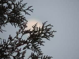 Exciting and alluring moon