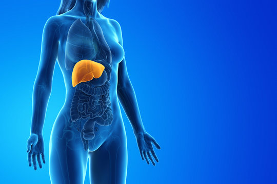 3d rendered medically accurate illustration of a womans liver