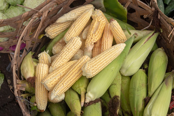 Corn cob in basket, background