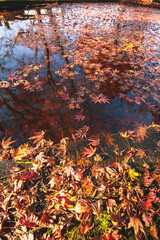 水面の落ち葉　秋イメージ