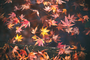 水面の落ち葉　秋イメージ