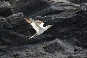 Auffliegender freigestellter Basstölpel vor einer dunkelgrauen Felswand