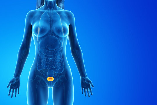 3d rendered medically accurate illustration of a womans bladder
