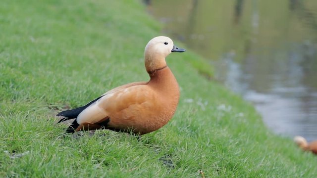 Handheld shot of ruddy shelduck, tadorna ferruginea, or Brahminy duck on a grass near pond resting. A ruddy shelduck standing resting on a grass alone at daylight