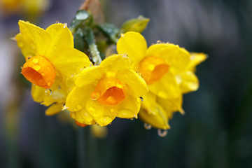 Obraz premium 水仙の花