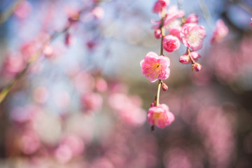 紅梅　初春イメージ