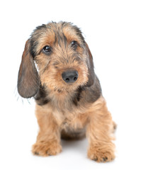Brown wire-haired dachshund puppy sitting in front view. isolated on white background