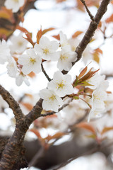 桜の花