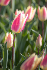 チューリップの花