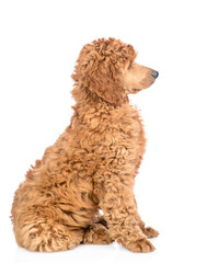 Portrait of a royal poodle in profile. isolated on white background