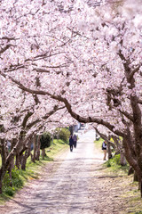桜のアーチ　春イメージ