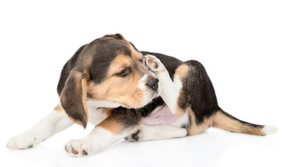 Beagle puppy scratching itself. isolated on white background
