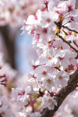 桜の花