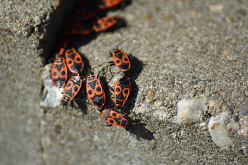 Gemeine Feuerwanze (Pyrrhocoris apterus)