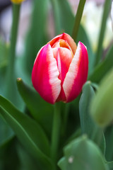 Naklejka premium チューリップの花