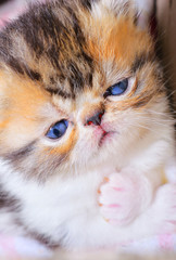 cute persian baby kitten