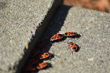 Gemeine Feuerwanze (Pyrrhocoris apterus)