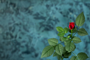 Red rose on blue concrete background