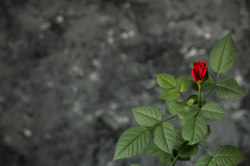 Red rose on a background of gray concrete