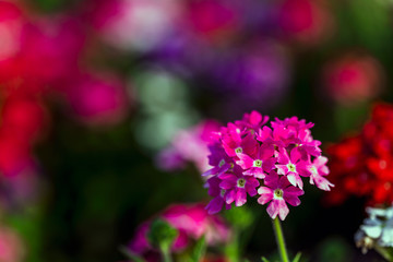  fully bloom seasonal flowers in field