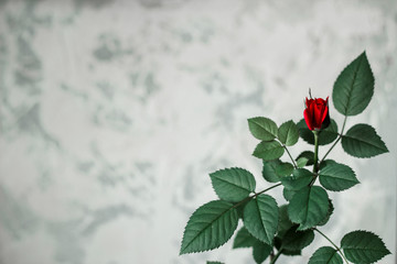 Red rose on white concrete background