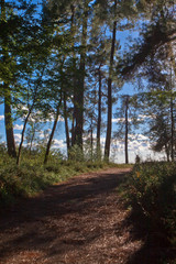 The path to the sun. Footpath in a beautiful pine forest. Pitsundskaya grove relic pine. Tourism in  Abkhazia.