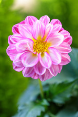 Fototapeta premium ダリアの花