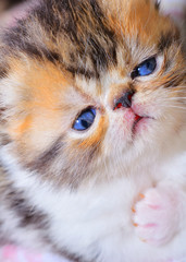 cute persian baby kitten