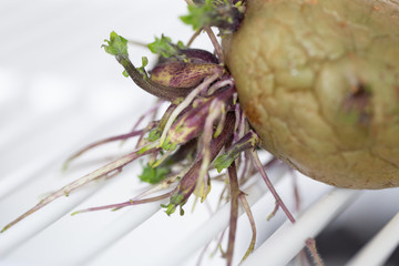 Study of flowering and fruit structures for education in laboratory.