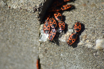 Gemeine Feuerwanze (Pyrrhocoris apterus)