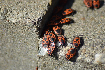 Gemeine Feuerwanze (Pyrrhocoris apterus)