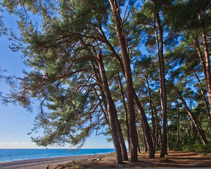 Path. Pine grove (forest) on the shore of the blue sea on a summer evening. Pitsundskaya grove relic pine. Tourism i in Abkhazia.