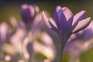 group of crocus flowers in the sunlight