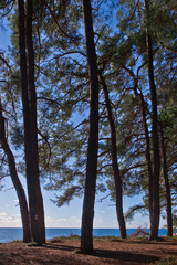 Obraz premium Pine grove (forest) on the shore of the blue sea on a summer evening. Pitsundskaya grove relic pine. Tourism i in Abkhazia.
