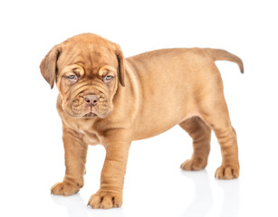 Portrait of a Bordeaux puppy. isolated on white background