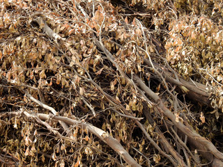Pile of dry tree branches composition