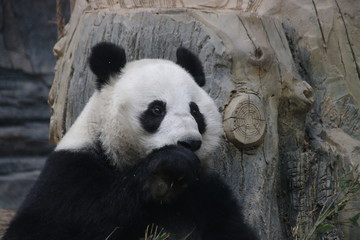 Fototapeta premium Sweet Face of Giant Panda, China