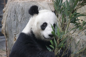 Naklejka premium Female Panda name, Wen Hui, Ai Bao Safari Park, China