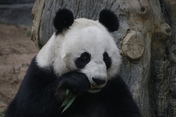 Fototapeta premium Female Panda name, Wen Hui, Ai Bao Safari Park, China