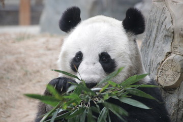Sweet Face of Giant Panda, China