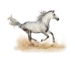 Obraz na płótnie Canvas Dapple gray arabian stallion running