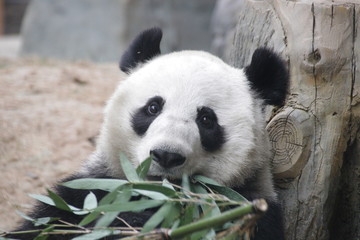 Obraz premium Female Giant Panda Name