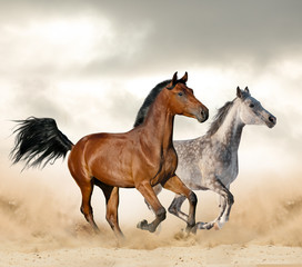 Fototapeta na wymiar Horses in desrt