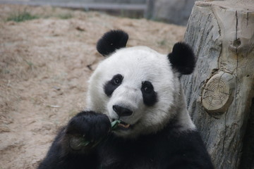 Obraz premium Female Giant Panda Name