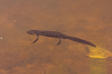 Ein Bergmolch schwimmt in einem Alpensee an der Wasseroberfläche