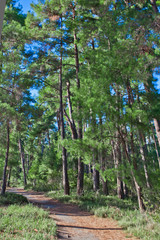 Obraz premium path to the green forest.Footpath in a beautiful pine forest. Pitsundskaya grove relic pine. Tourism in Abkhazia.