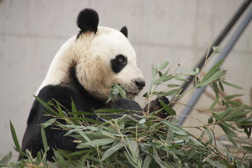 Fototapeta premium Cute Giant Panda Eating Bamboo Leaves