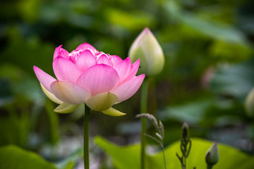 蓮の花　初夏イメージ